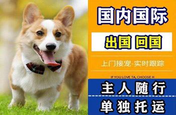 长沙宠物托运公司长沙宠物托运公司长沙宠物托运公司