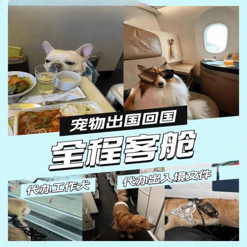长沙宠物托运到白俄罗斯宠物入境规定和要求