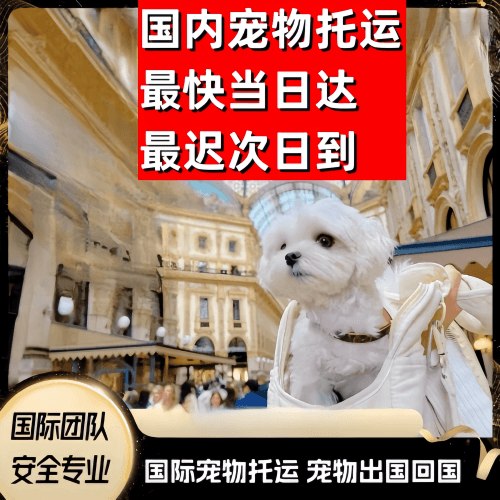 长沙到澳大利亚（澳洲）宠物入境规定和要求